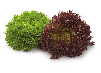 METRO Chef Salanova Saláta 1 db