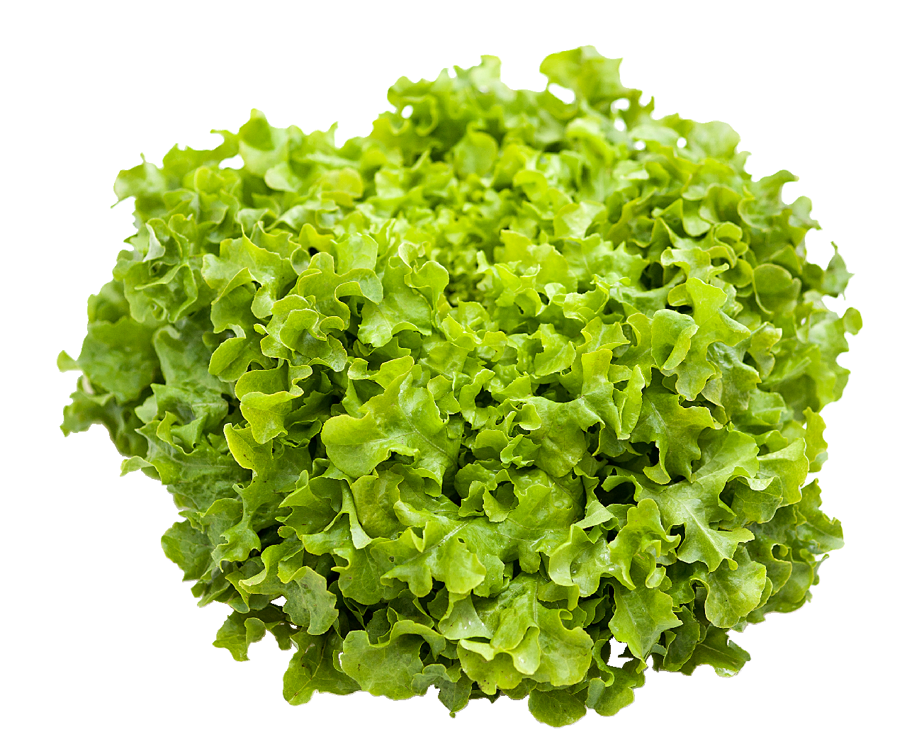 METRO Chef Tölgysaláta 1 db