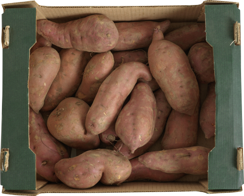 Édesburgonya Kartonos 5 kg