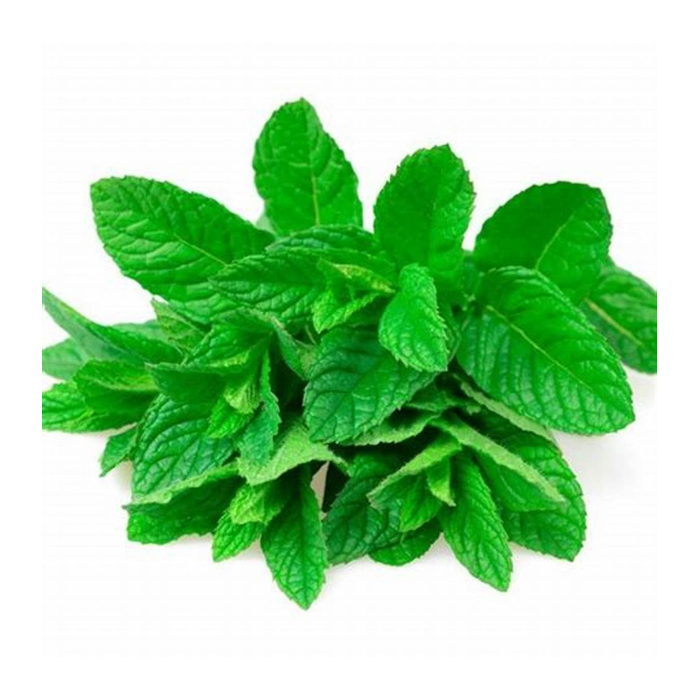 METRO Chef Menta Cserepes