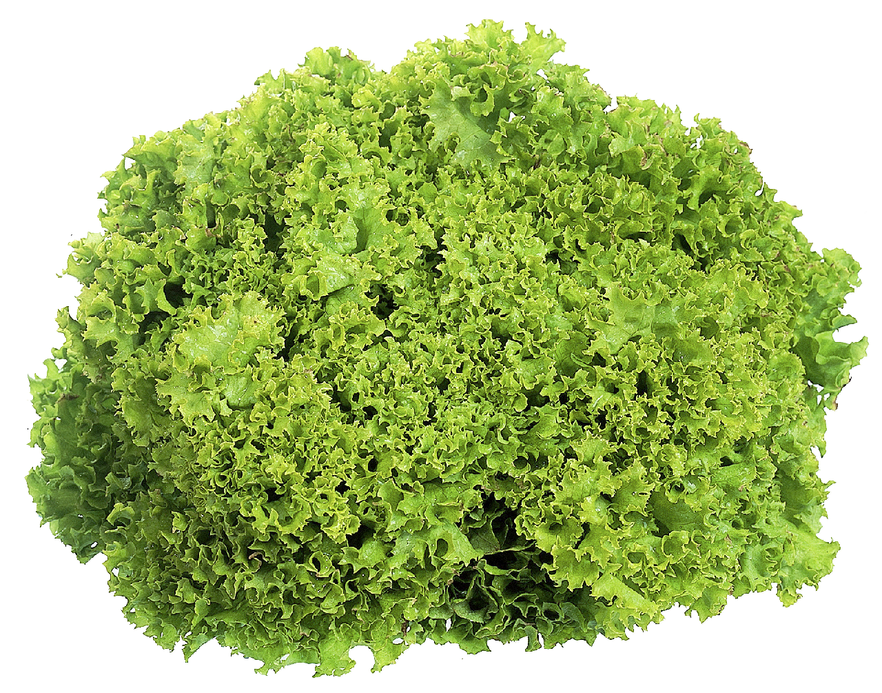 METRO Chef lollo saláta 1 db