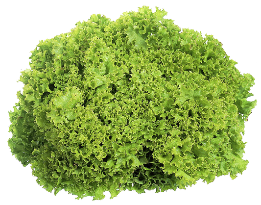 METRO Chef lollo saláta 1 db