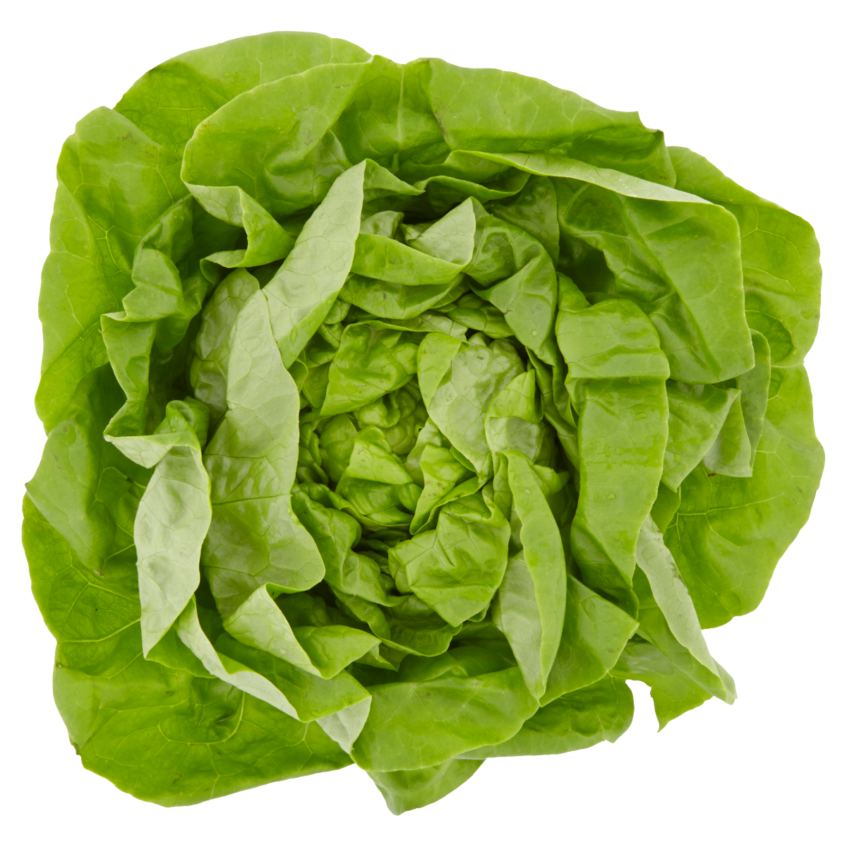 METRO Chef fejes saláta 1 db