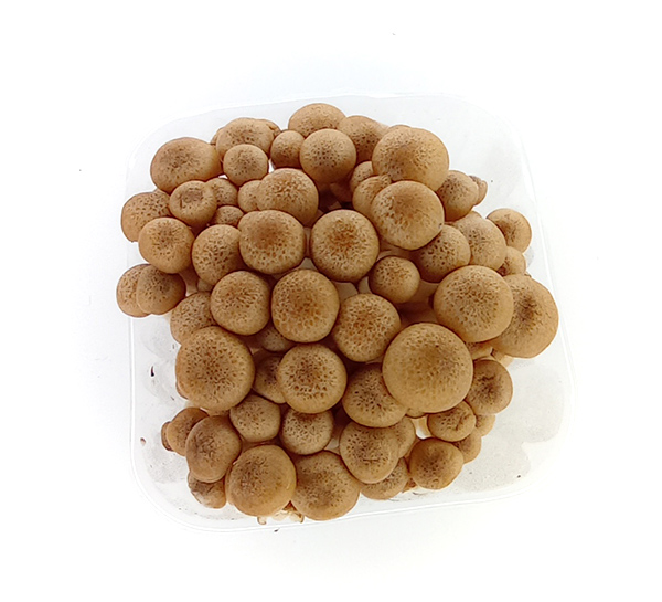 Fungi Exotica Barna Shimejii Gomba 150 g